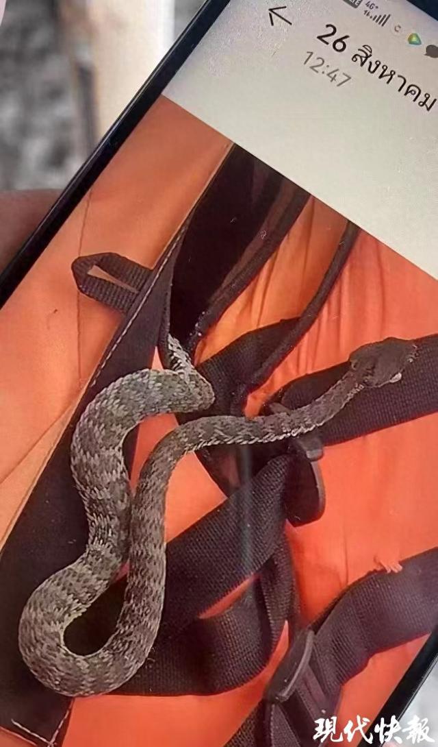 賭博:苏州一女子泰国普吉岛游玩时遭蛇咬伤,伤口溃烂肌肉组织坏死