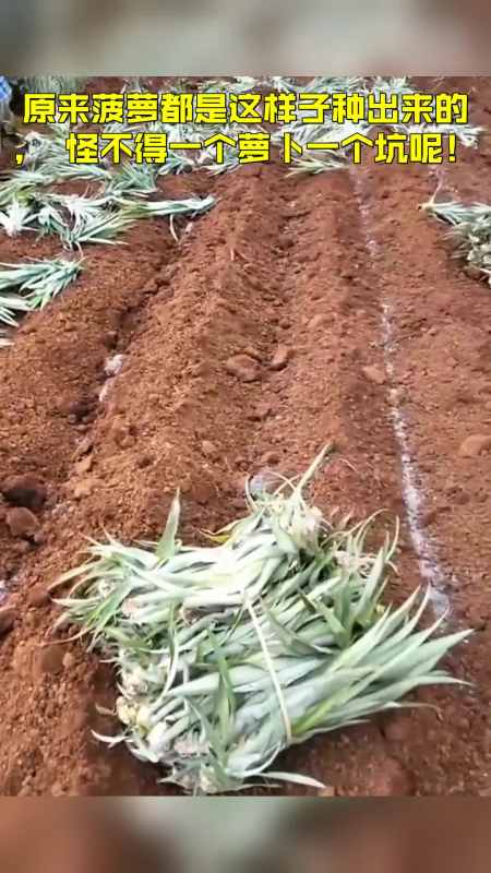 {賭波}(一个萝卜一个坑的下一句)