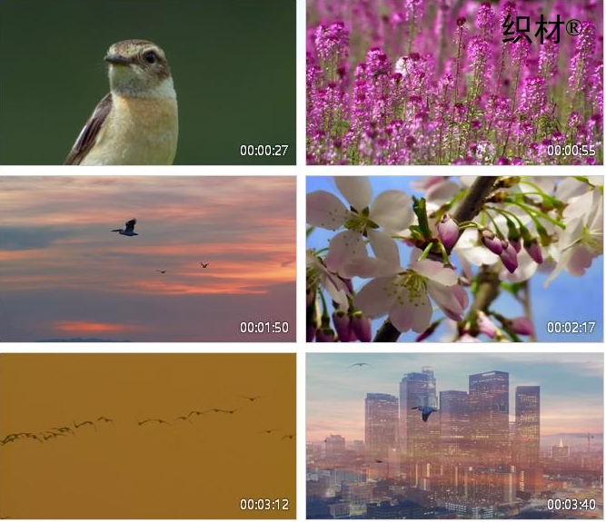 {線上賭場}(小小鸟在线视频播放下载)